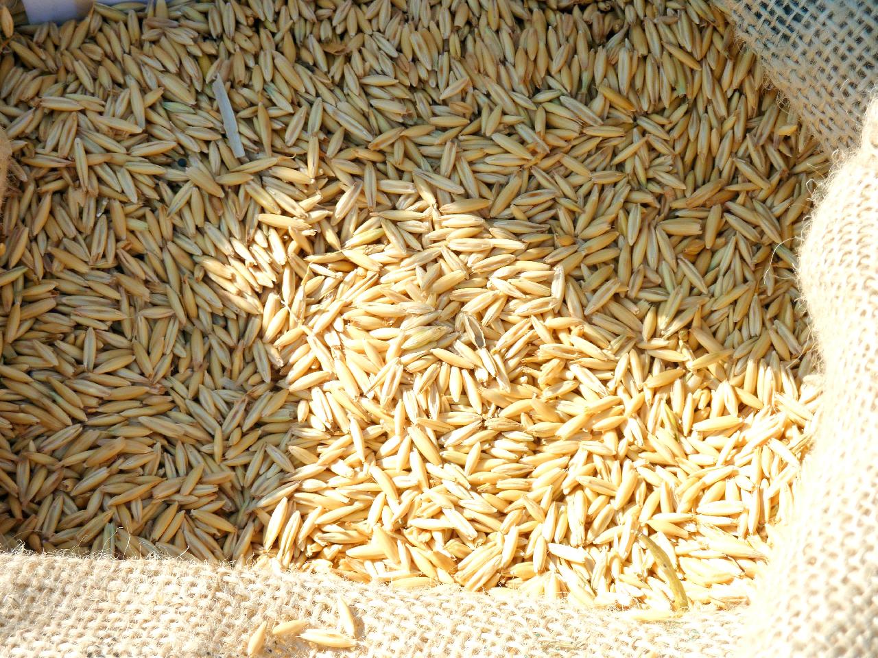 Was ist Dinkel? ☀️ » ich sage es dir GANZ genau!